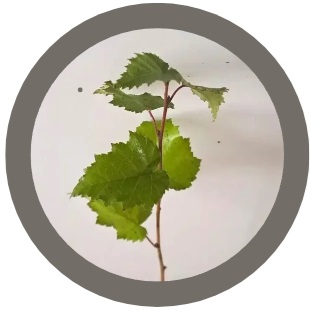 Silver birch (Betula pendula)