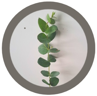 Eucalyptus nitens (Shining Gum)
