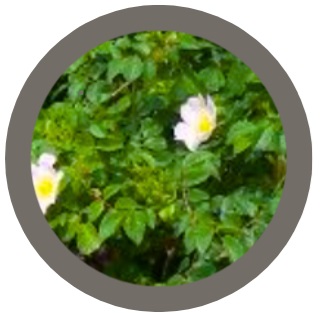 Dog Rose (Rosa canina)