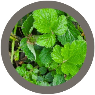 Wood Avens (Geum urbanum)