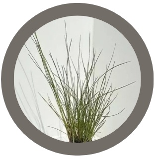 Eriophorum angustifolium - Cottongrass