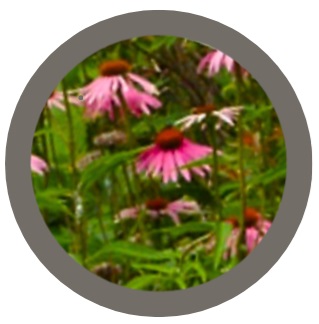 Echinacea
