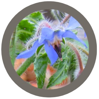 Borage