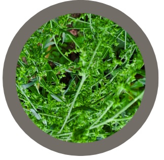 Spear saltbush (Atriplex patula)- annual