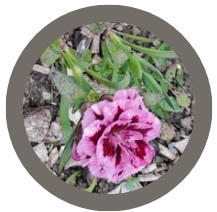 Chrysanthemum