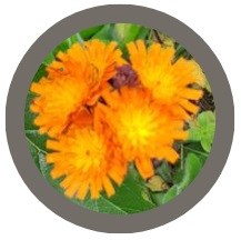 Fox and cubs (Pilosella aurantiaca)