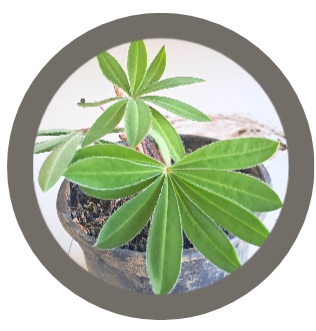 Lupine
