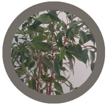Indian laurel