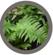 Fern (Dryopteris filix-mas)