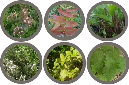Medicinal herb plant collection (6 plants)