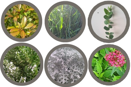 Evergreen plant collection (6 plants)