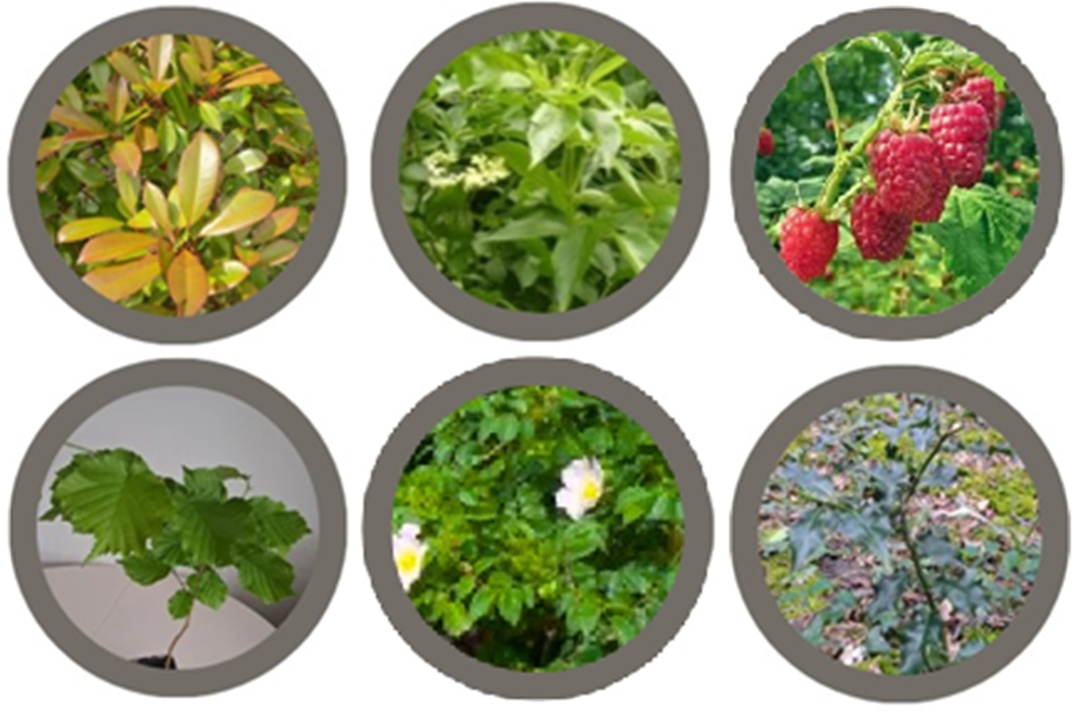 Mixed hedging tree starter pack (6 plants)